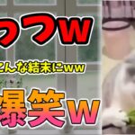 【動物おもしろ】猫・犬・動物の爆笑アフレコ！ハプニングだらけの犬、猫がおもしろすぎた集 Vol.１２０