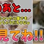 【動物おもしろ】猫・犬・動物の爆笑アフレコ！ハプニングだらけの犬、猫がおもしろすぎた集 Vol.１２３