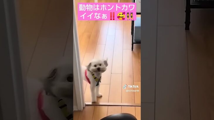 カワイイ動物🥰 #おすすめ #ショート #おもしろ #癒し #犬 #dog #ねこ