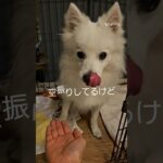 いつもお腹がペコペコ犬#dog #ショート #かわいい #日本スピッツ