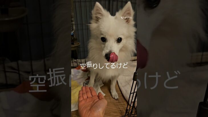 いつもお腹がペコペコ犬#dog #ショート #かわいい #日本スピッツ