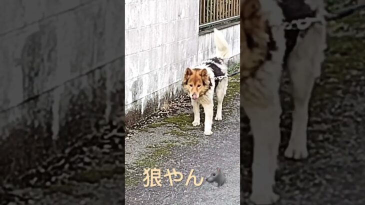 実家の犬🐶 #dog  #犬 #癒し  #animal  #shorts