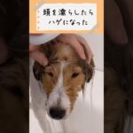 子犬のバスタイム🚿🫧頭を濡らしたらちょっぴりハゲになった😂#犬 #dog #sheltie #いぬ #シェルティ #子犬 #犬のいる暮らし #かわいい