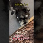 【ミニチュアシュナウザー🐾ルナちゃん】カジカジ編#犬#犬のいる暮らし#ペット動画 #癒し #うちの子が可愛すぎる#ミニチュアシュナウザー#miniatureschnauzer #dog#shorts