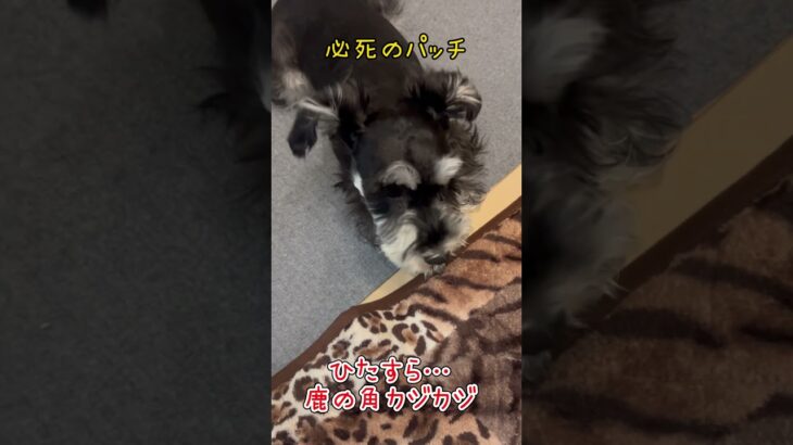 【ミニチュアシュナウザー🐾ルナちゃん】カジカジ編#犬#犬のいる暮らし#ペット動画 #癒し #うちの子が可愛すぎる#ミニチュアシュナウザー#miniatureschnauzer #dog#shorts