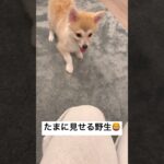 野生を取り戻したおこげ🦊#mix犬 #かわいい犬 #犬のいる暮らし #コーギー #ポメラニアン