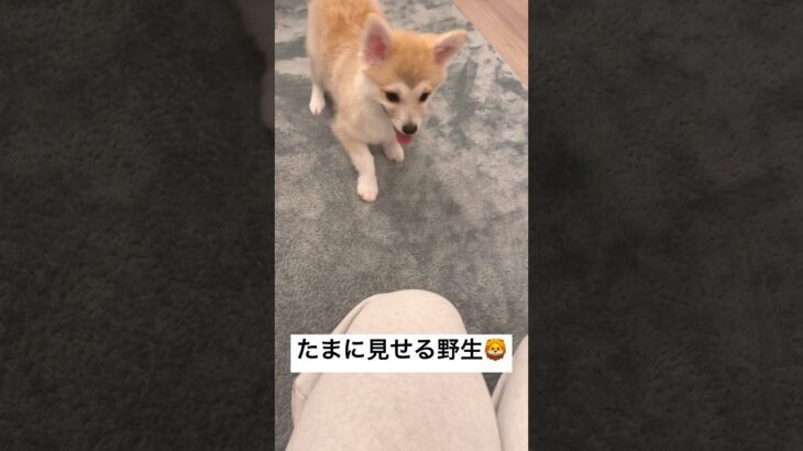 野生を取り戻したおこげ🦊#mix犬 #かわいい犬 #犬のいる暮らし #コーギー #ポメラニアン