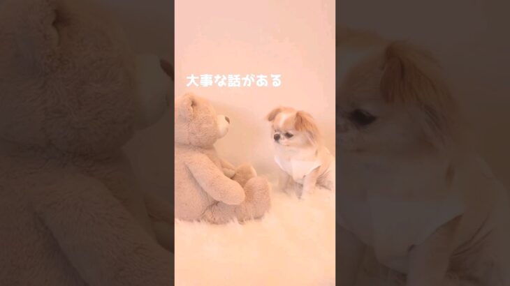 大事な話がある､､､　#short #dog #犬 #ペット #かわいい犬 #チワワ #かわいい