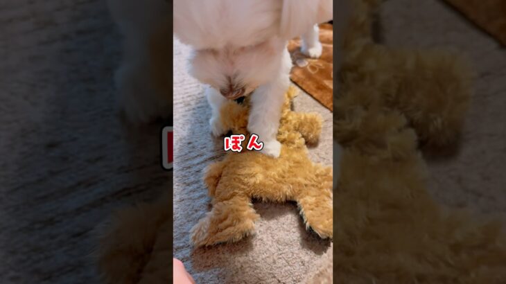 【多頭飼い】一緒には遊ばないらしい😅#shorts #愛犬 #かわいい犬 #多頭飼いの日常は面白い