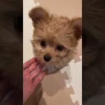 上目遣いがかわいい子犬　#shorts #子犬