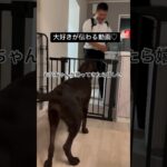 お父さんが大好きなラブラドールレトリバー　#ラブラドールレトリバー #大型犬 #子犬　#可愛い犬 #shorts