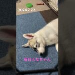 眠たい赤ちゃんハスキー💤#シベリアンハスキー #siberian #ハスキー犬 #子犬 #癒し #かわいい #犬のいる暮らし #dog