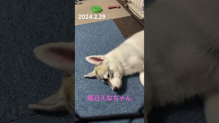 眠たい赤ちゃんハスキー💤#シベリアンハスキー #siberian #ハスキー犬 #子犬 #癒し #かわいい #犬のいる暮らし #dog