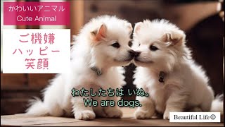 双子の子犬 甘えん坊のひとりごと