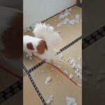 【イタズラ】雪フル和室🐶#保護犬 #かわいい犬