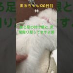 まるちゃんマッサージ#おもしろ動画犬 #ビション #かわいい犬