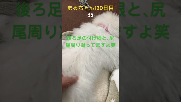 まるちゃんマッサージ#おもしろ動画犬 #ビション #かわいい犬