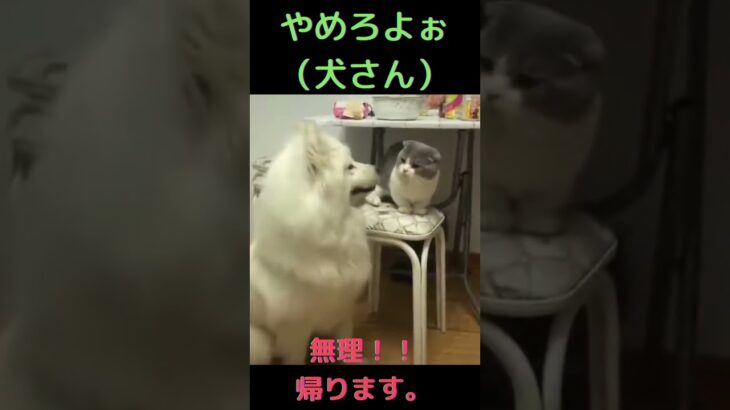 ネコにいじめられた犬