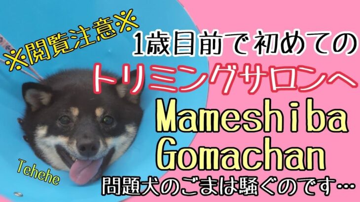 はじめてのトリミングサロンで大絶叫！？問題犬の豆柴ごまちゃん