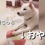 癒し必至！柴犬のかわいいハプニングと最高のリアクション