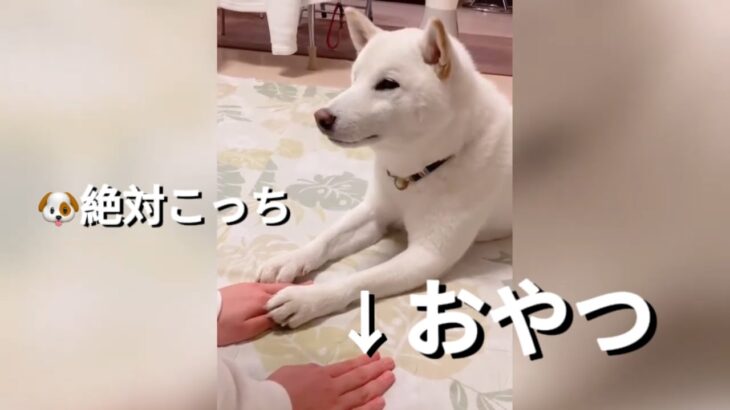 癒し必至！柴犬のかわいいハプニングと最高のリアクション