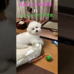 まるのミュージックビデオ#かわいい犬 #おもしろ動画犬 #ビション