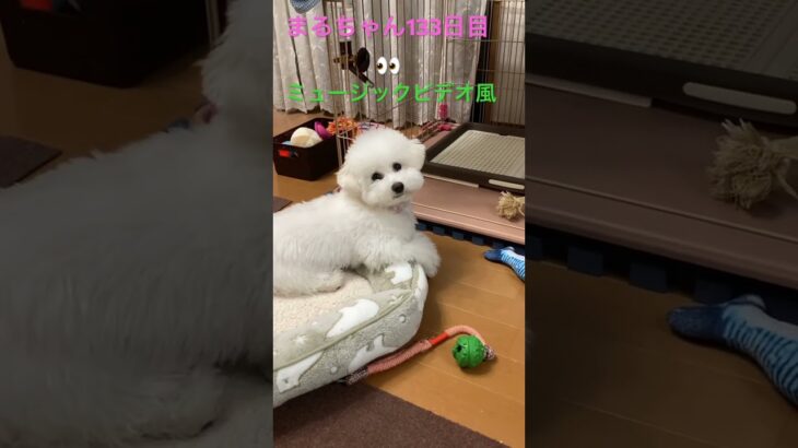 まるのミュージックビデオ#かわいい犬 #おもしろ動画犬 #ビション