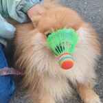 【バドミントンの羽を奪う犬💦】#ポメラニアン #犬#かわいい犬 #おすすめ#おもしろい動物
