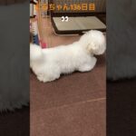 飼主あるある？まるちゃんの陸上スタート#おもしろ動画犬 #かわいい犬 #ビション