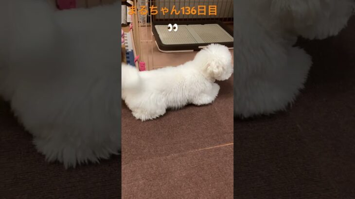 飼主あるある？まるちゃんの陸上スタート#おもしろ動画犬 #かわいい犬 #ビション