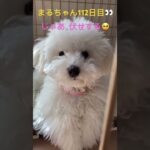 まるちゃんお留守番あるある#おもしろ動画犬 #ビション #かわいい犬