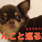 【チワワ】犬好き必見のスポット巡り！ぴの旅する！#犬  #かわいい #ぴの