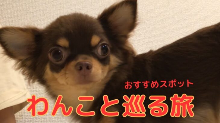 【チワワ】犬好き必見のスポット巡り！ぴの旅する！#犬  #かわいい #ぴの