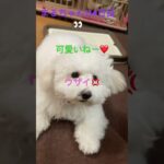 まるちゃんのモノマネ#おもしろ動画犬 #ビション #かわいい犬