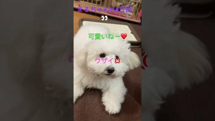 まるちゃんのモノマネ#おもしろ動画犬 #ビション #かわいい犬