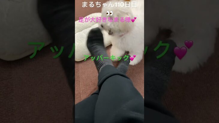 まるちゃんと大好きな足#おもしろ動画犬 #ビション #かわいい犬 #こいぬ