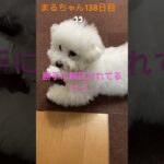 まるちゃんの座り方､徹底解説⁉️#ビション #おもしろ動画犬 #かわいい犬