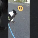 犬の勘違いw　#shorts#いぬ#ボーダーコリー#おもしろ#おもしろ動画#犬