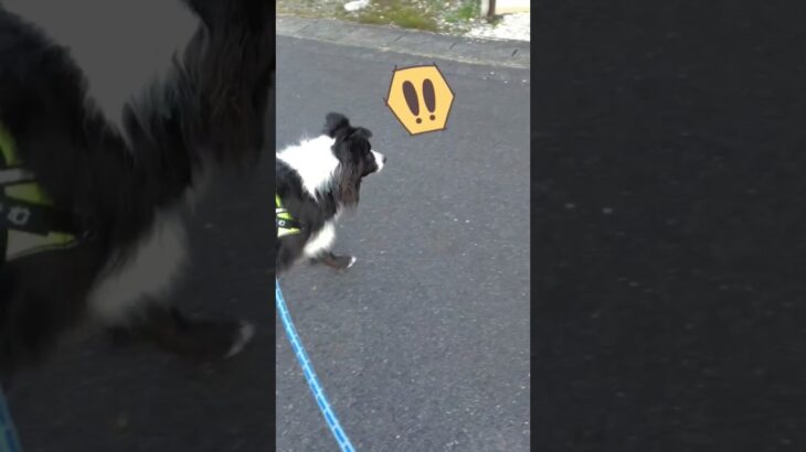 犬の勘違いw　#shorts#いぬ#ボーダーコリー#おもしろ#おもしろ動画#犬