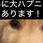 【大型犬2匹目を飼おうと思った訳】　#大型犬のいる生活  #大型犬  #秋田犬  #ふわふわろ  #akitainu  #犬と子供  ＃ゴールデンレトリバー　#dog  ＃仔犬　#つくね　#ハプニング