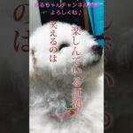 まるちゃんCM#かわいい犬 #おもしろ動画犬 #ビション