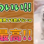 【動物おもしろ】猫・犬・動物の爆笑アフレコ！ハプニングだらけの犬、猫がおもしろすぎた集 Vol.１３１