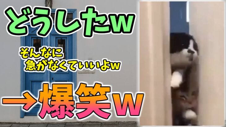 【動物おもしろ】猫・犬・動物の爆笑アフレコ！ハプニングだらけの犬、猫がおもしろすぎた集 Vol.１３２