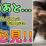 【動物おもしろ】猫・犬・動物の爆笑アフレコ！ハプニングだらけの犬、猫がおもしろすぎた集 Vol.１３３