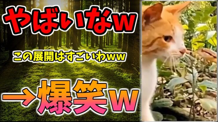 【動物おもしろ】猫・犬・動物の爆笑アフレコ！ハプニングだらけの犬、猫がおもしろすぎた集 Vol.１３０