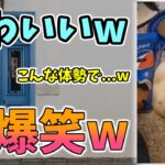 【動物おもしろ】猫・犬・動物の爆笑アフレコ！ハプニングだらけの犬、猫がおもしろすぎた集 Vol.１３９