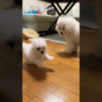 【戯れの儀式】#bichonfrise #かわいい犬 #小型犬 #ビションフリーゼ