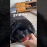 垂れ耳ポメラニアン＃ボール遊び@dog#pomeranian＃可愛い犬＃ポメラニアン＃黒ポメ＃癒し