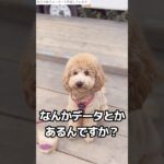 ひろゆきさんに見初められたイヌ #shorts #ひろゆきメーカー #おもしろ動画 #犬のいる暮らし #イヌはみんな可愛いです