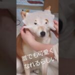 お顔パック　#保湿　#柴犬　#かわいい犬 　#shorts